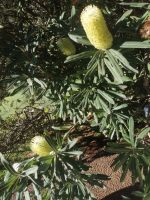 Küsten-Banksie, botanischer Garten in Funchal