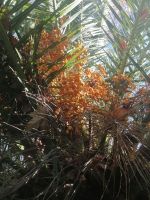 eine Art Dattelpalme, botanischer Garten in Funchal