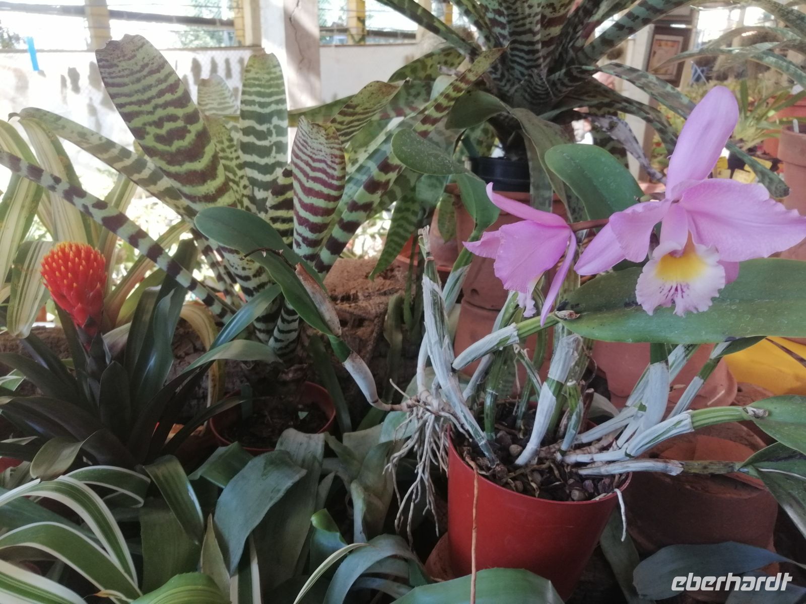 Besichtigung der Orchideensammlung von Patrick