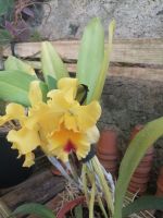 Besichtigung der Orchideensammlung von Patrick