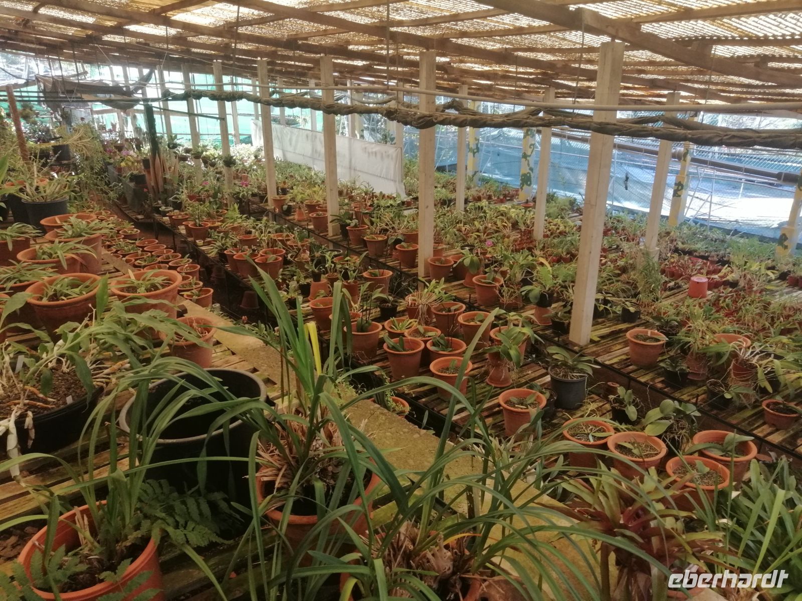 Besichtigung der Orchideensammlung von Patrick