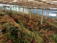 Besichtigung der Orchideensammlung von Patrick