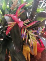 Besichtigung der Orchideensammlung von Patrick