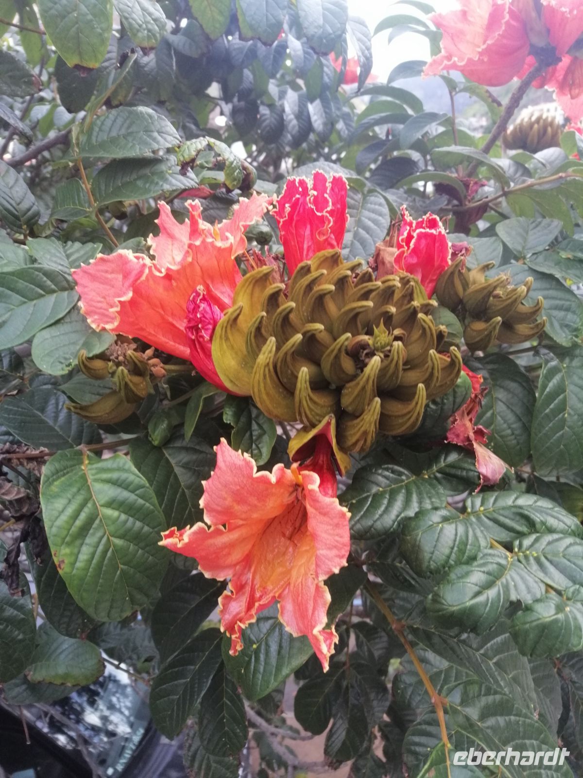 Afrikanischer Tulpenbaum, Ponta de Sol