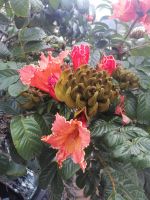 Afrikanischer Tulpenbaum, Ponta de Sol