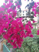 Bougainvilleen bzw. Drillingsblumen, Ponta de Sol