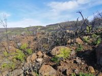 Waldbrandspuren, Levada-Wanderung im Nordwesten Madeiras