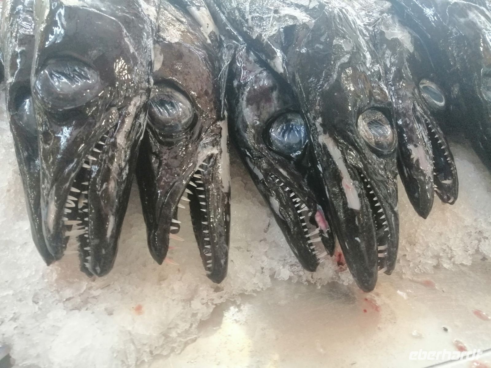schwarzer Degenfisch, Markthalle von Funchal