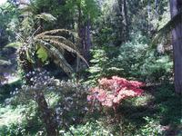 Blütenträume in Bucaco