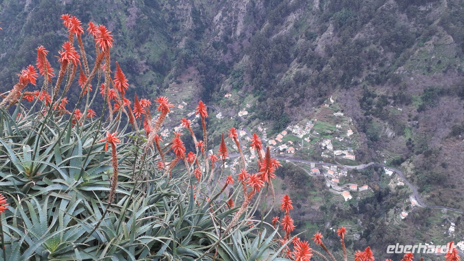 Die blühende Aloe Vera