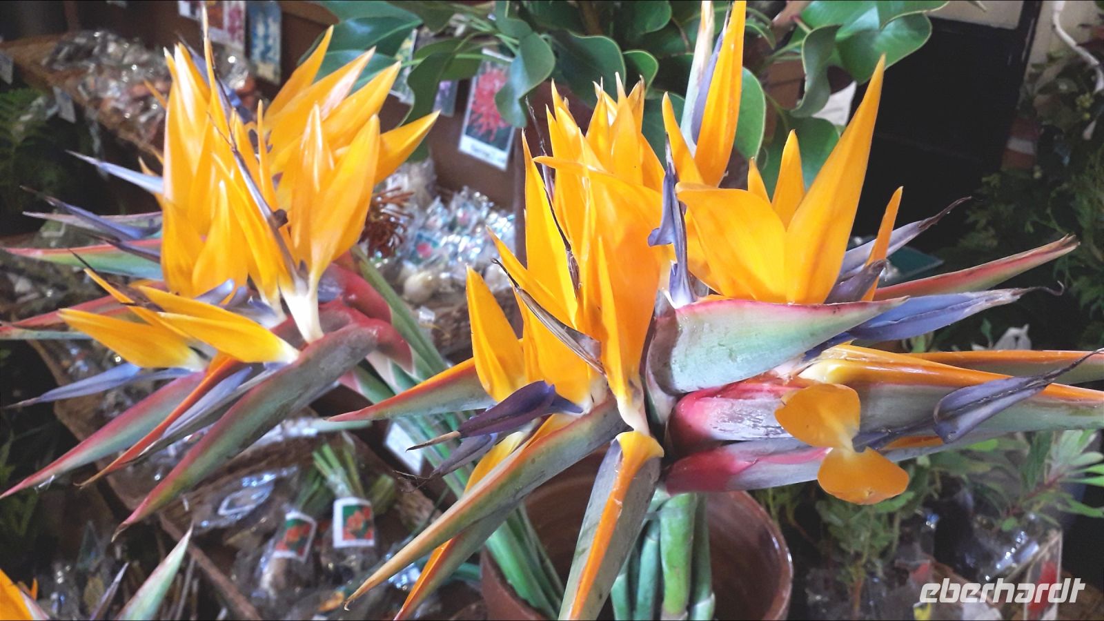 Paradiesblumen-Strauß