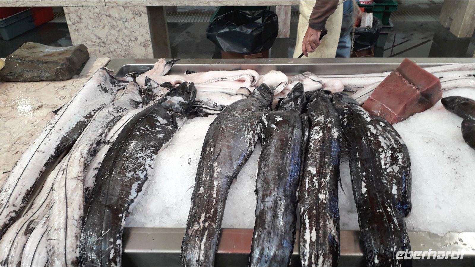 Der Degenfisch in der Markthalle