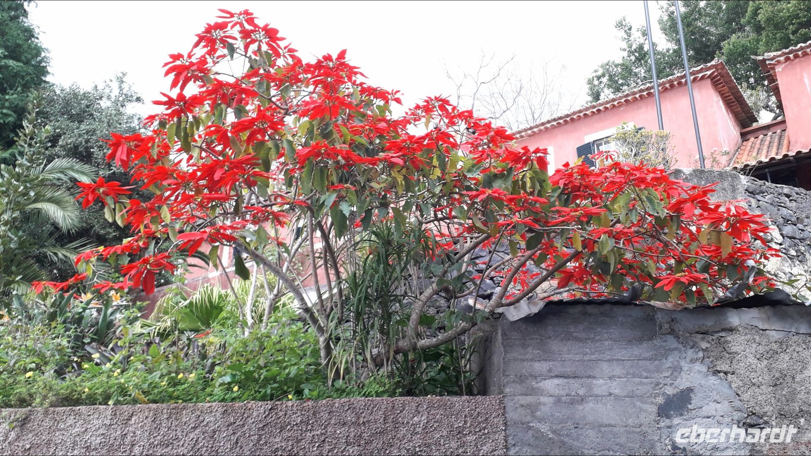 Der Weihnachtsstern-Baum