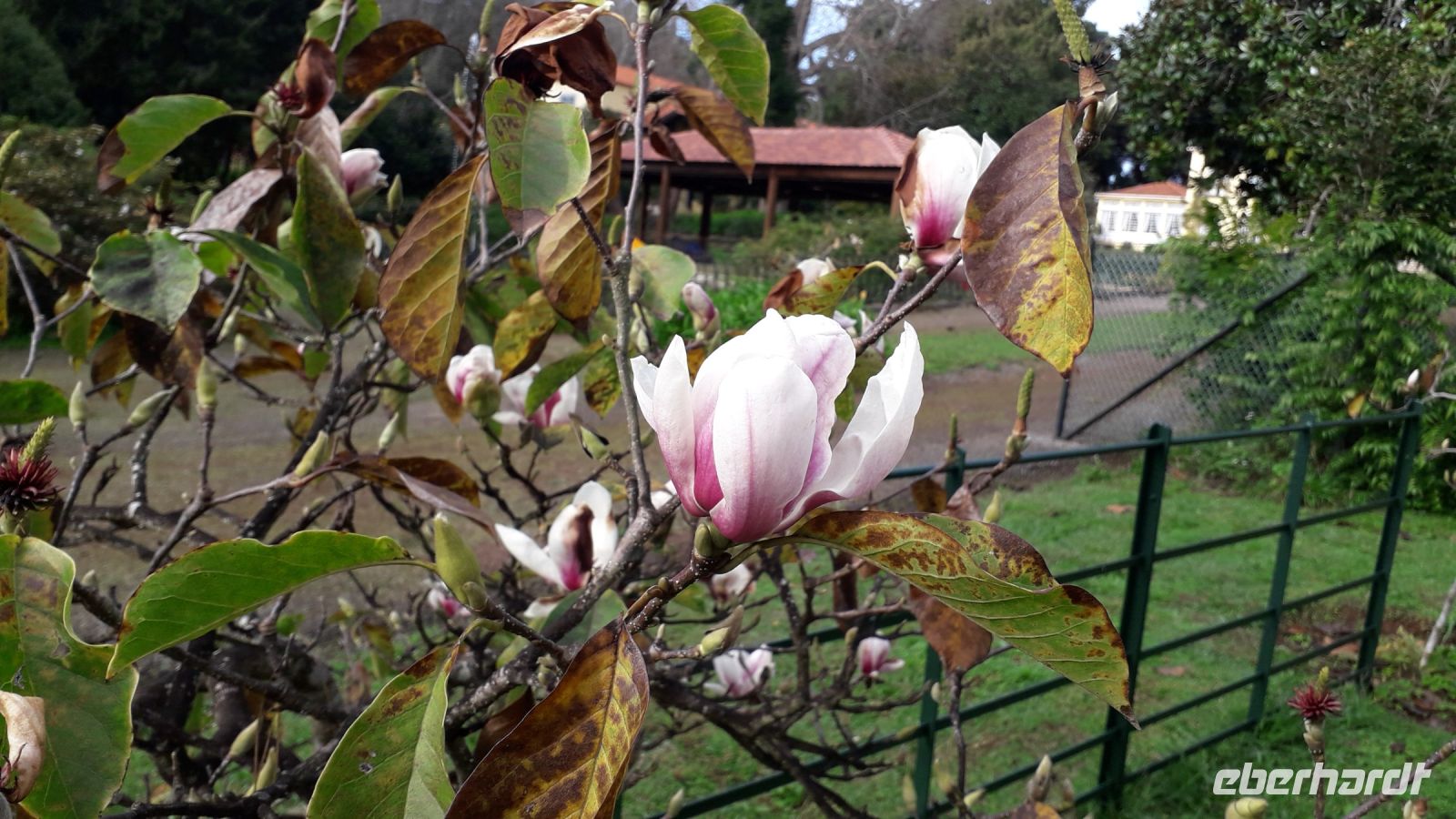 Magnolienblüten