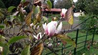 Magnolienblüten