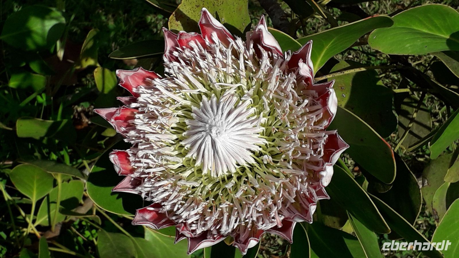 Protea