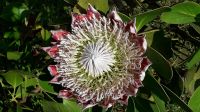 Protea