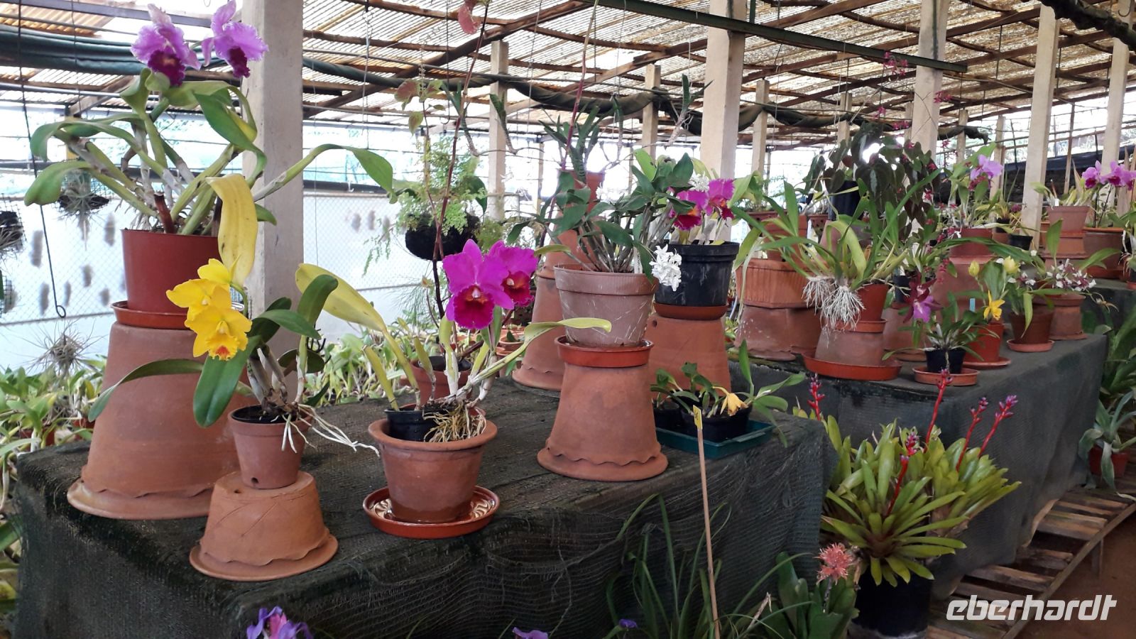 viele schöne Farben der Orchideen