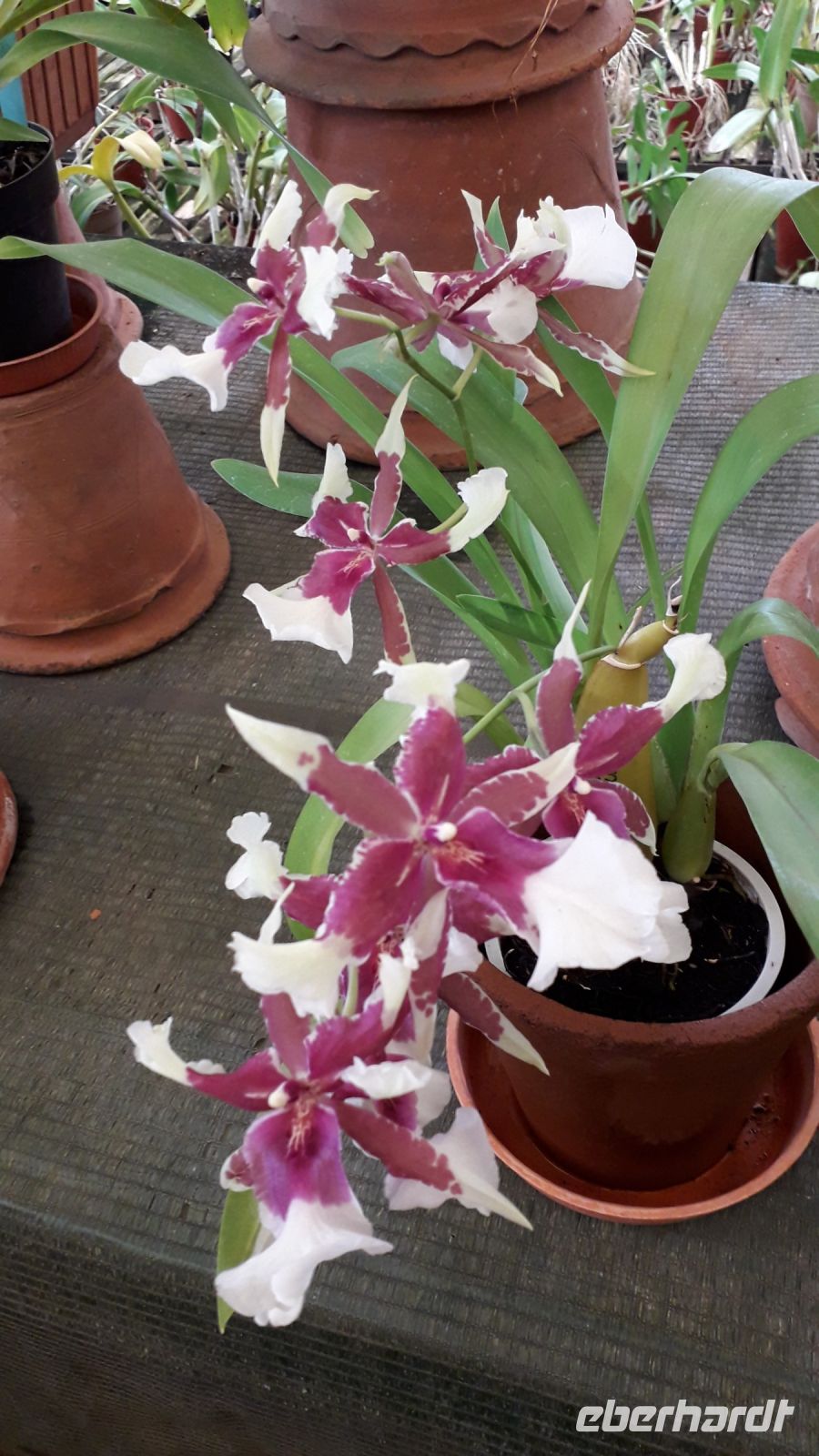 Manche duften nach Vanille