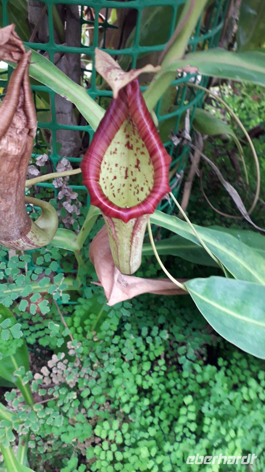 andere sind fleischfressend