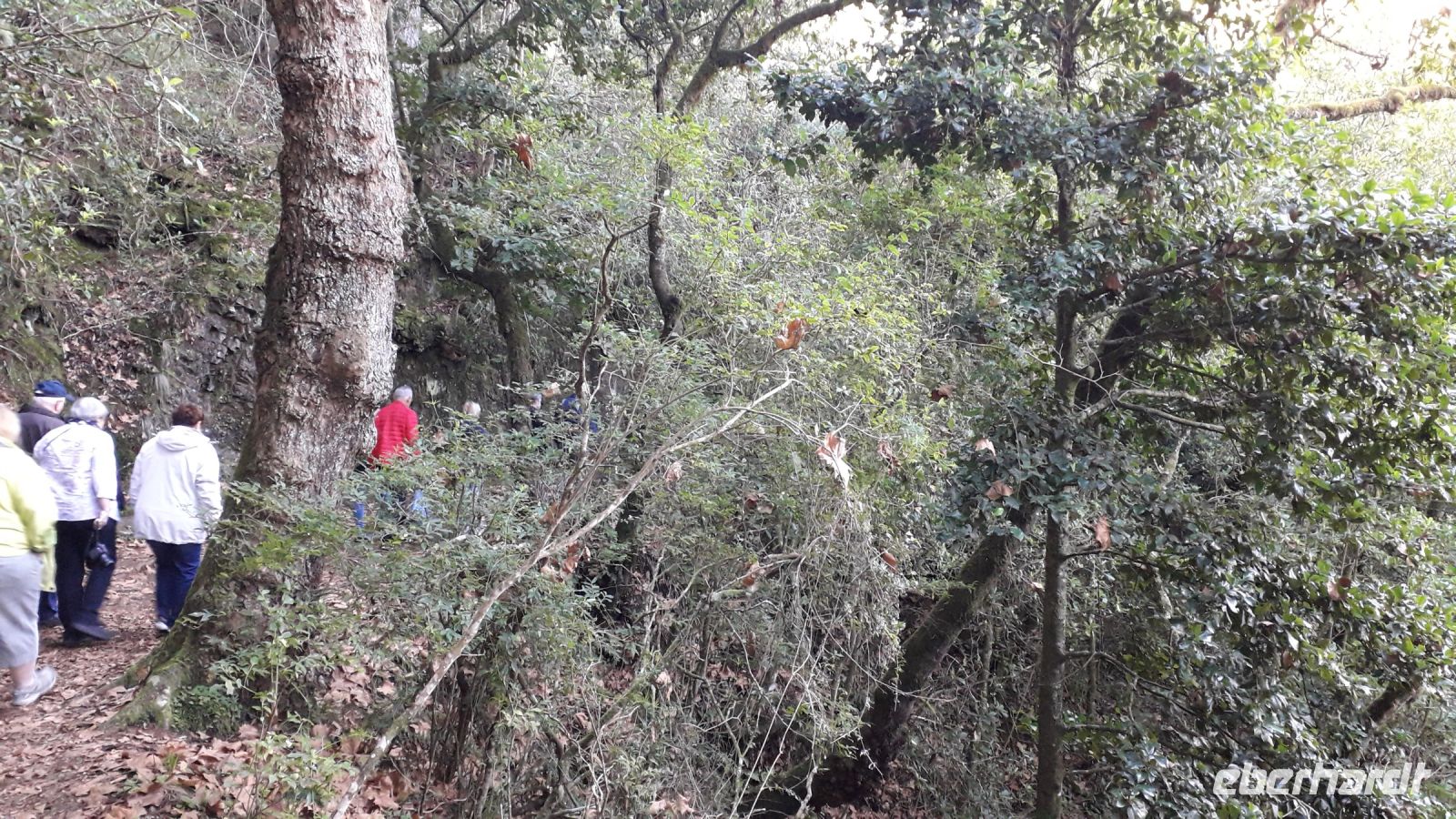 Unser Spaziergang durch den Lorbeerwald