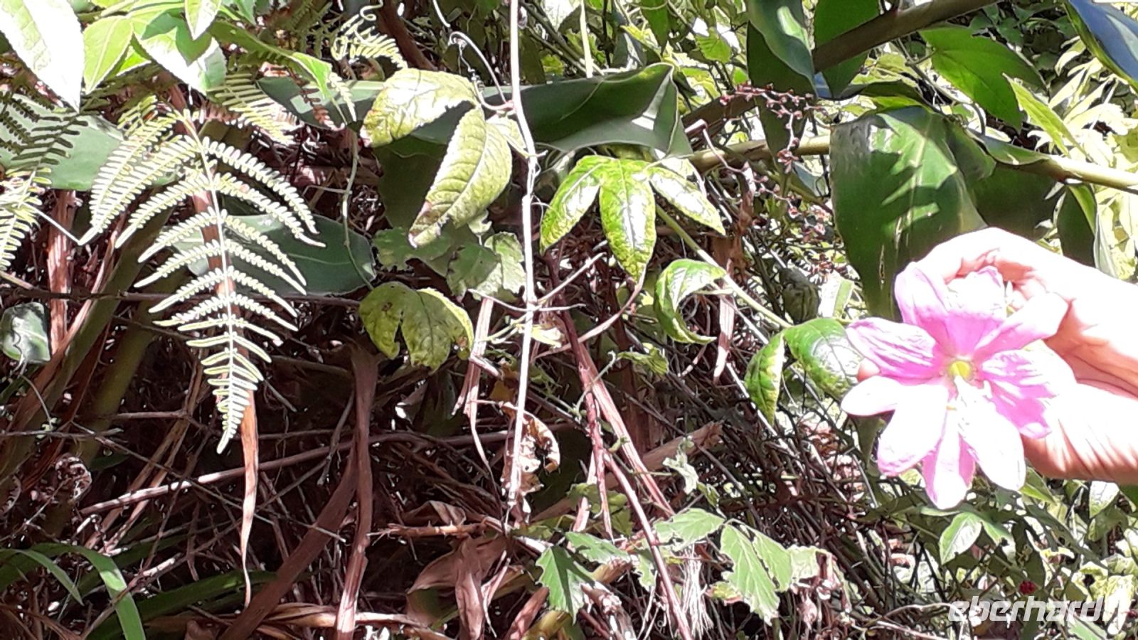 Bananen-Passionsblume