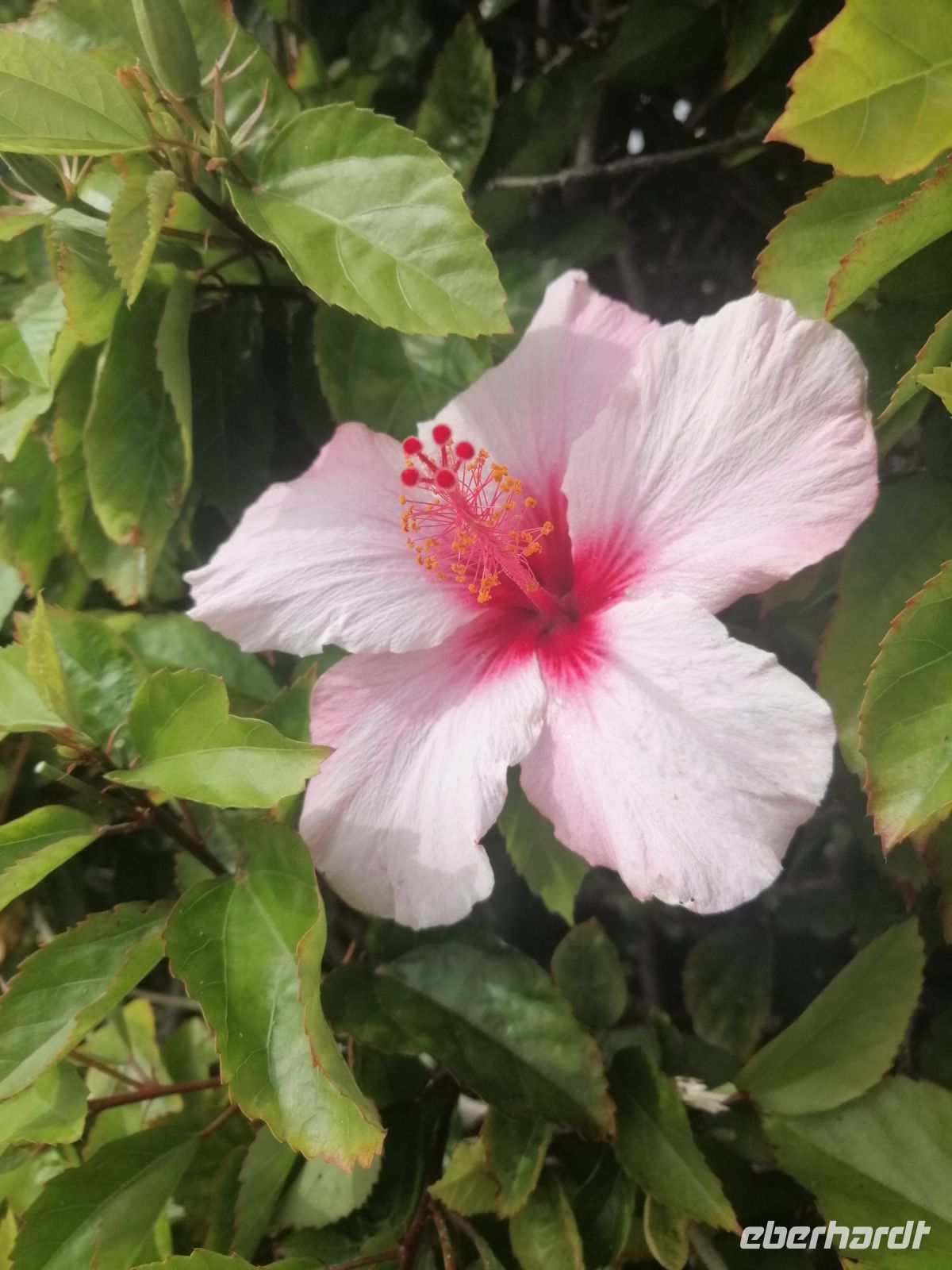 Die Blumen auf der Küstenpromenade - und das Anfang Januar!