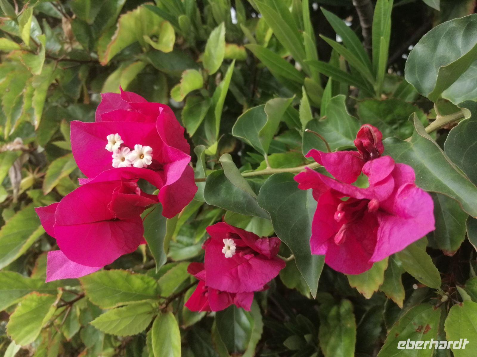 Die Blumen auf der Küstenpromenade - und das Anfang Januar!
