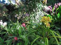Orchideengarten, Funchal