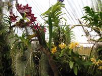 Orchideengarten, Funchal