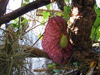 Orchideengarten, Funchal