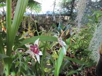 Orchideengarten, Funchal