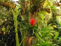 Orchideengarten, Funchal