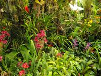 Orchideengarten, Funchal