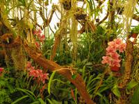 Orchideengarten, Funchal