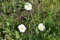 3. Tag - Wanderreise Alentejo - Land und Leute (2)