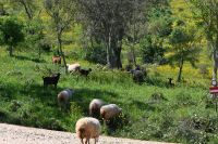 3. Tag - Wanderreise Alentejo - Land und Leute (23)