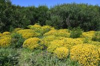 6. Tag - Wanderreise Alentejo - entlang der Küste (9)