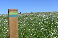 7. Tag - Wanderreise Alentejo - Rio Mira und Milfontes (12)