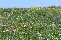 7. Tag - Wanderreise Alentejo - Rio Mira und Milfontes (13)