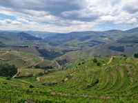 Douro Weinberge