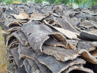 Korkeichenfabrik (1)