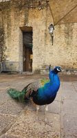 Douro-Kreuzfahrt mit Lissabon // Pfau auf der Burg Sao Jorge