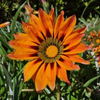 Douro-Kreuzfahrt mit Lissabon // Rundgang in der Gartenanlage des Mateus-Palastes