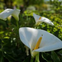 Douro-Kreuzfahrt mit Lissabon // Rundgang in der Gartenanlage des Mateus-Palastes