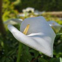 Douro-Kreuzfahrt mit Lissabon // Rundgang in der Gartenanlage des Mateus-Palastes