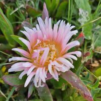 Douro-Kreuzfahrt mit Lissabon // am Atlantik in Porto