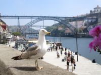 Porto, Ribeira