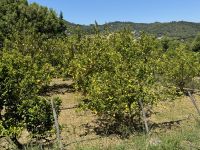 ...im Monchique-Gebirge (9)