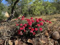 ...Wanderung Rocha da Pena (5)